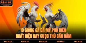 10 Giống Gà Đá Mỹ Phổ Biến Nhất Hiện Nay Cược Thủ Cần Nắm