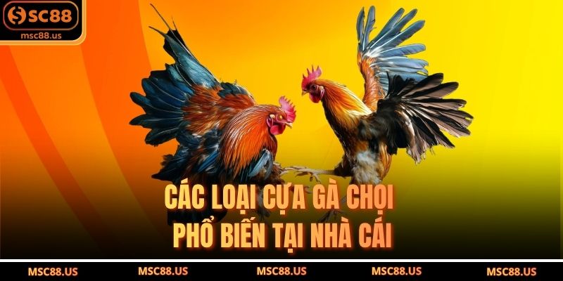 Các loại cựa gà chọi phổ biến tại nhà cái