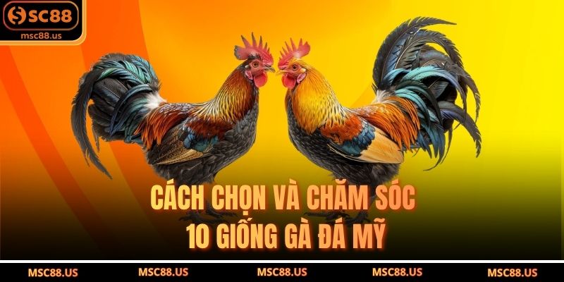 Cách chọn và chăm sóc 10 giống gà đá Mỹ