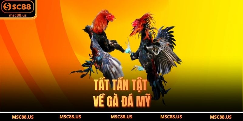Tất tần tật về gà đá Mỹ